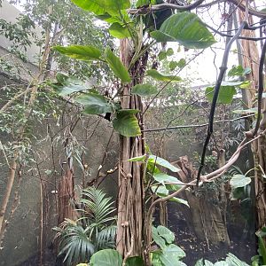 Realm of the Red Ape - Blue-crowned hanging parrot aviary 221022