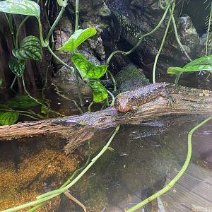 Realm of the Red Ape - Chinese crocodile lizard 221022