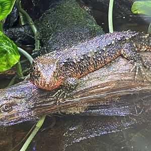 Realm of the Red Ape - Chinese crocodile lizard 221022