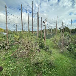 Realm of the Red Ape - Bornean orangutan enclosure 221022