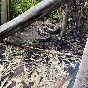 Realm of the Red Ape - Reticulated python 221022