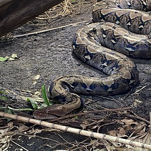 Realm of the Red Ape - Reticulated python 221022