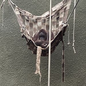 Realm of the Red Ape - Bornean orangutan 221022