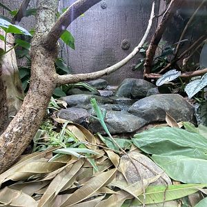 Realm of the Red Ape - Green crested lizard exhibit 221022