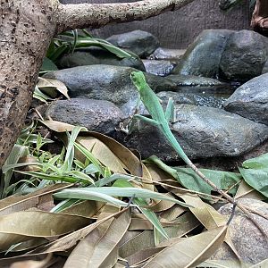 Realm of the Red Ape - Green crested lizard 221022