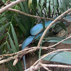 Realm of the Red Ape - Wetar Island tree viper 221022