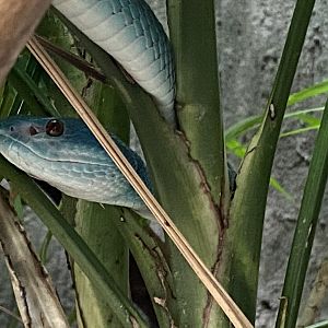 Realm of the Red Ape - Wetar Island tree viper 221022