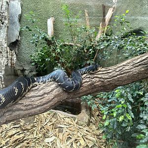 Realm of the Red Ape - Boelen's python 221022