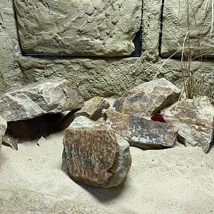 Giraffe House - Short-eared elephant shrew exhibit 221022