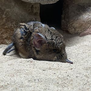 Giraffe House - Short-eared elephant shrew 221022