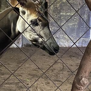 Giraffe House - Okapi 221022