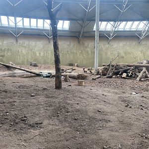 Spirit of the Jaguar - Bush dog exhibit 221022