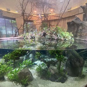 Spirit of the Jaguar - Aquatic exhibit 221022