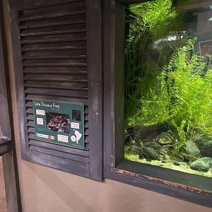 Spirit of the Jaguar - Titicaca water frog exhibit 221022