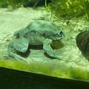 Spirit of the Jaguar - Titicaca water frog 221022