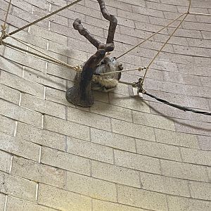 Spirit of the Jaguar - Linnaeus' two-tied sloth exhibit 221022