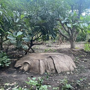 Spirit of the Jaguar - Jaguar indoors exhibit 221022