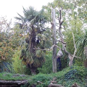 Spirit of the Jaguar - Jaguar enrichment 221022