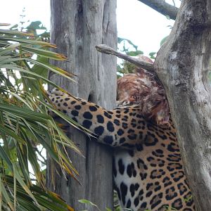 Spirit of the Jaguar - Jaguar enrichment 221022