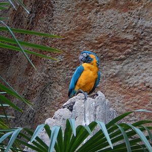Blue-throated macaw 221022