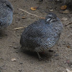 Elegant crested tinamou 221022