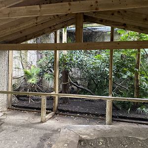 Red-billed curassow aviary 221022