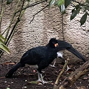 Red-billed curassows 221022