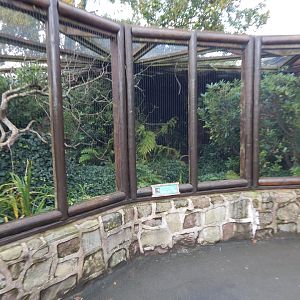 Sumatran laughingthrush aviary 221022