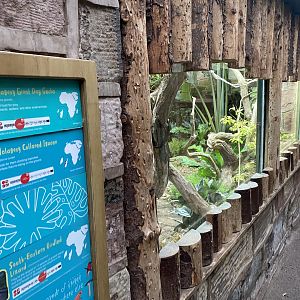 Tropical Realm - Mixed lizard exhibit 221022