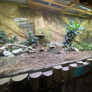 Tropical Realm - Tuatara exhibit 221022