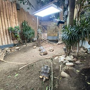 Tropical Realm - Radiated tortoise exhibit 221022