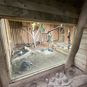 Tropical Realm - Radiated tortoise exhibit 221022