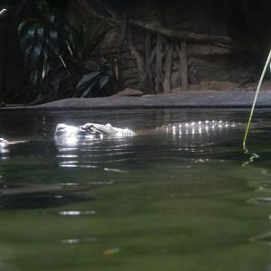 8/12/2022 - Calm Water, Silent Lurker