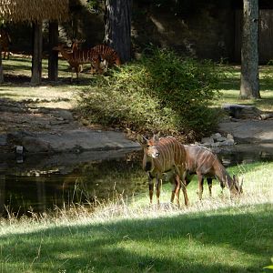 8/12/2022 - Nyala Habitat