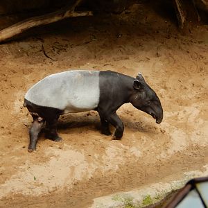 8/12/2022 - Malayan Tapir