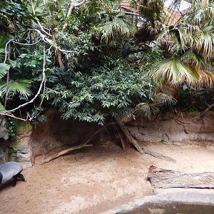 8/12/2022 - Malayan Tapir Exhibit