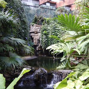 8/12/2022 - Lower Montane Rain Forest