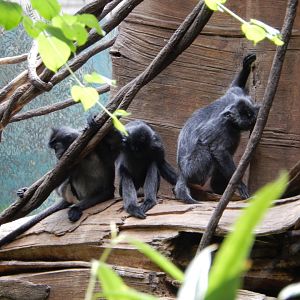 8/12/2022 - Silvery Lutungs