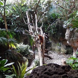 8/12/2022 - Matschie's Tree Kangaroo Habitat