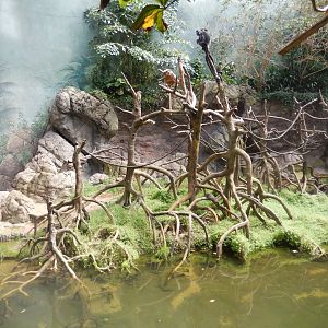 8/12/2022 - Javan Langur Habitat