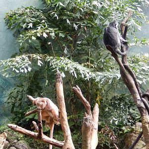 8/12/2022 - Javan Langurs