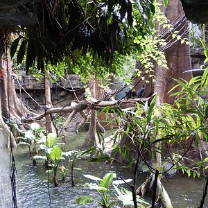 8/12/2022 - Silvery Lotung Habitat