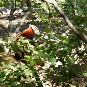 8/12/2022 - Red Panda