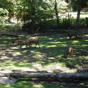 8/12/2022 - Indian Hog & Sri Lankan Sambar Deer