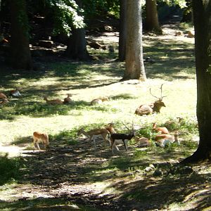 8/12/2022 - Blackbuck & Indian Chital(?)