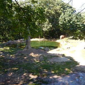 8/12/2022 - Asian Elephant Habitat