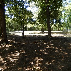 8/12/2022 - Gaur Habitat