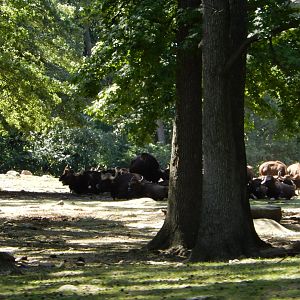 8/12/2022 - Gaur Herd