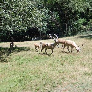 8/12/2022 - Bactrian Deer