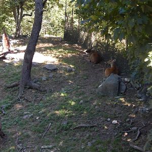 8/12/2022 - Barasingha